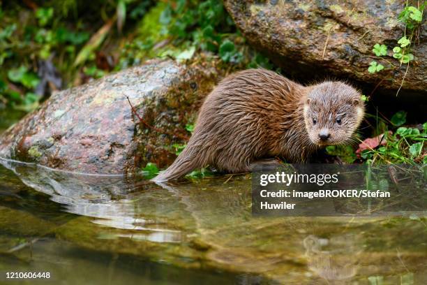 european otter (lutra lutra), young animal sitting on the bank of a pond, captive, switzerland - lutra lutra - fotografias e filmes do acervo