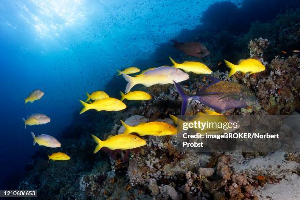 swarm golden goatfish (parupeneus cyclostomus), at the coral reef in backlight, sharm el sheik, sinai peninsula, red sea, egypt - parupeneus stock pictures, royalty-free photos & images