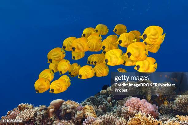 swarm bluecheek butterflyfishes (chaetodon semilarvatus), red sea, egypt - chaetodon semilarvatus imagens e fotografias de stock