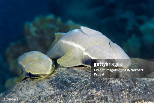 two live sharksuckers (echeneis naucrates) on shield, back of sea turtle, red sea, egypt - echeneis remora stock pictures, royalty-free photos & images