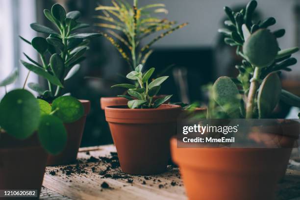 indoor gardening, potting sukkulenten zimmerpflanzen - topfpflanze stock-fotos und bilder