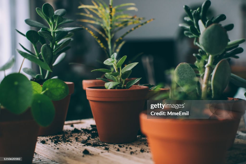 Indoors Gardening, Potting Succulent Houseplants