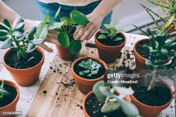 young woman, passionate houseplants care giver, repotting plants - potting succulents stock pictures, royalty-free photos & images