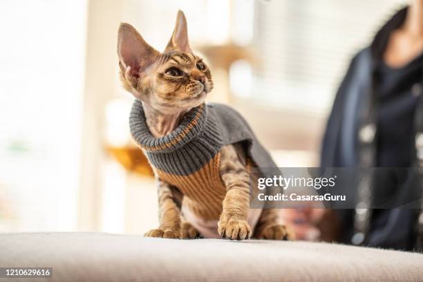 curioso gattino devon rex guardando qualcosa in lontananza - foto d'archivio - maglione foto e immagini stock