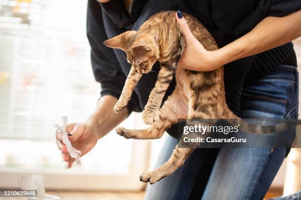 owner cleaning kitten paws after using litter box - stock photo - cat litter stock pictures, royalty-free photos & images