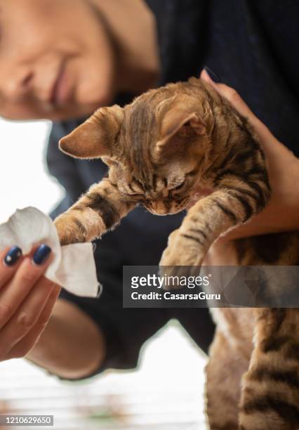 owner cleaning dirty kitten paws after using litter box - stock photo - litter box stock pictures, royalty-free photos & images
