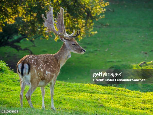 a male fallow deer in a meadow at the edge of the forest. dama dama. - fallow deer fotografías e imágenes de stock