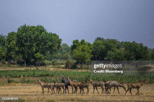 Nilgai antelope graze on a harvested wheat field during a partial lockdown imposed due to the coronavirus in the Bulandshahr district of Uttar...