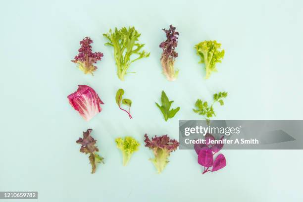 lettuce - radicchio stock-fotos und bilder
