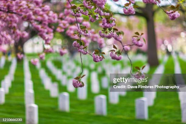 a day of rememberance - arlington national cemetery stockfoto's en -beelden