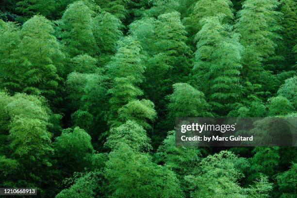 closeup of a bamboo forest canopy, huangshan, china - anhui province photos et images de collection