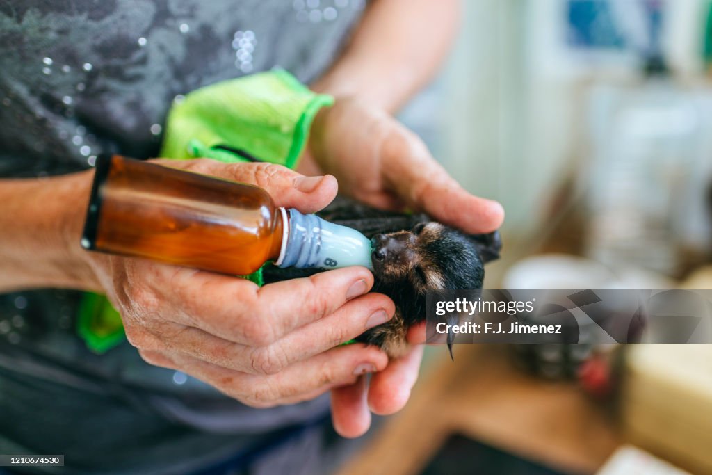 Baby bat drinking bottle