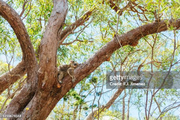 koala asleep in tree on magnetic island, queensland, australia - coala stock pictures, royalty-free photos & images