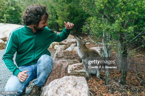 man stroking a kangaroo in freedom in tasmania, australia - wallaby foto e immagini stock