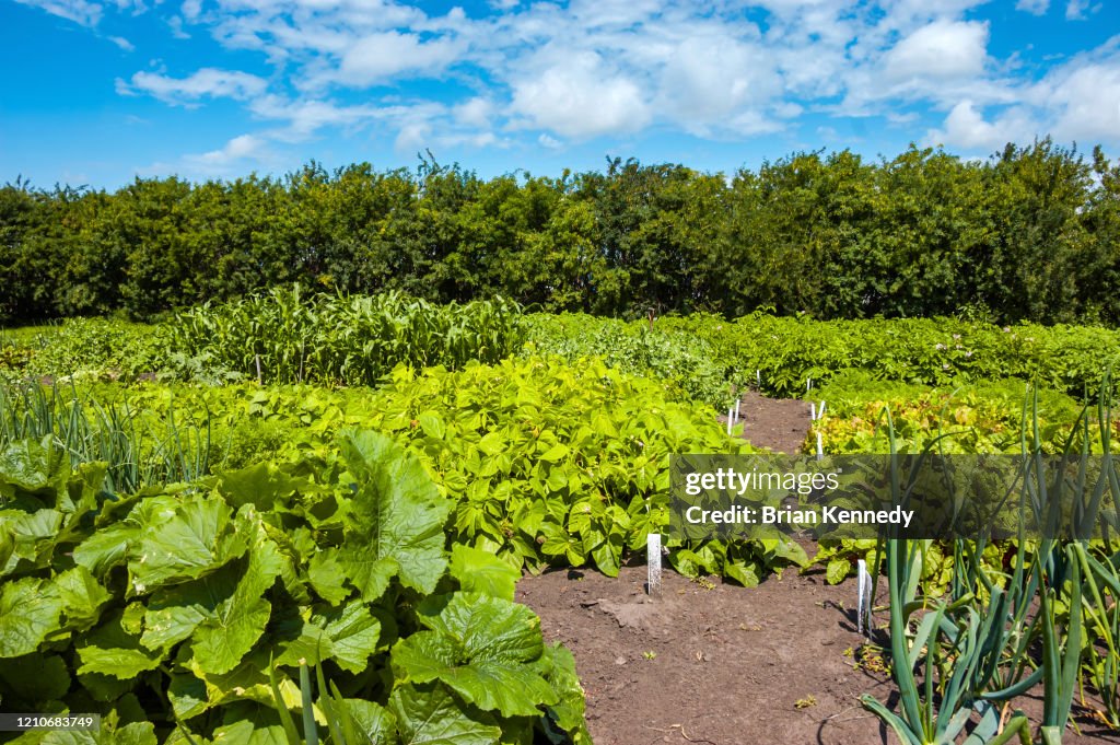 Farm Garden