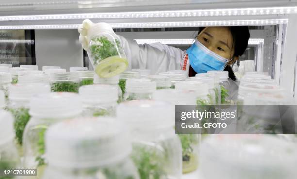 Researcher looks at Artemisia annua seedlings cultivated in nutrient solution in the National Germplasm Resource Bank of Artemisia annua, Rong'an...