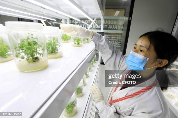 Researcher looks at Artemisia annua seedlings cultivated in nutrient solution in the National Germplasm Resource Bank of Artemisia annua, Rong'an...