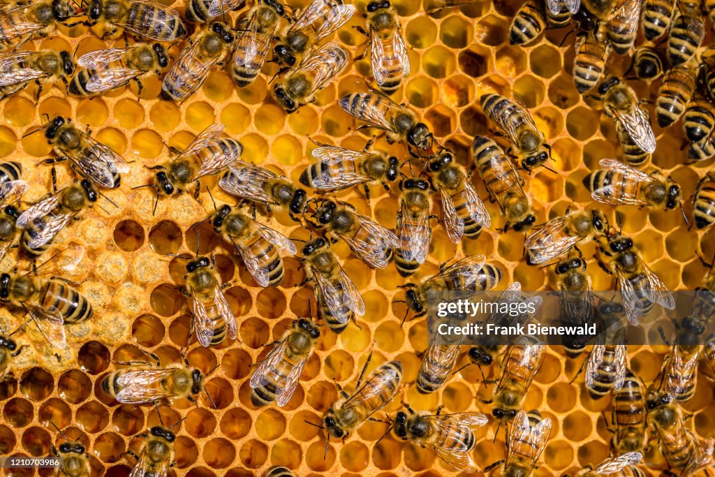 Many Carniolan honey bees (Apis mellifera carnica) crawling...