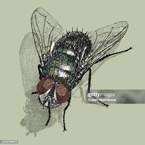 housefly - hairy legs stock illustrations