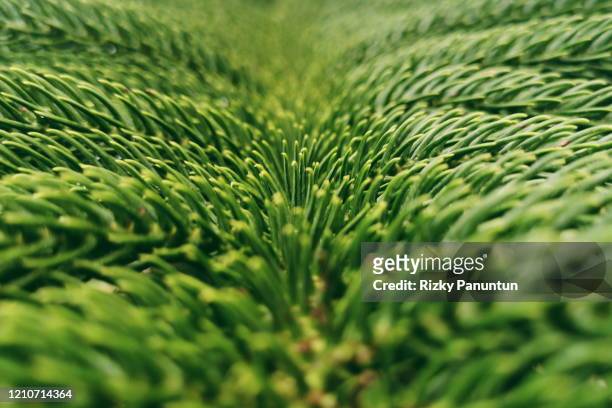 close-up of green leaf norfolk island pine (araucaria heterophylla) - macri stock pictures, royalty-free photos & images