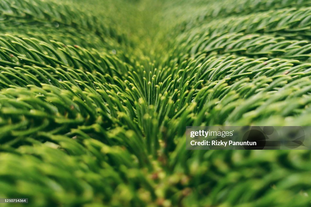 Close-Up Of Green Leaf Norfolk Island Pine (Araucaria Heterophylla)