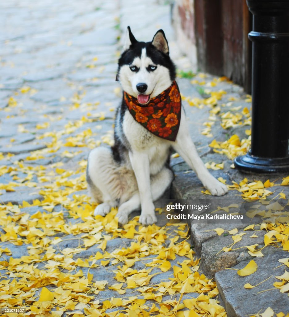 Husky with neckcloth sitting on street