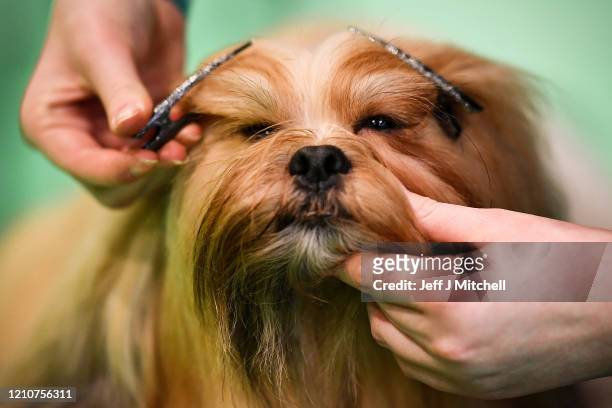 Lhasa Apso is prepared on day 2 of the Cruft's dog show at the NEC Arena on March 6, 2020 in Birmingham, England. The annual four-day show will see...