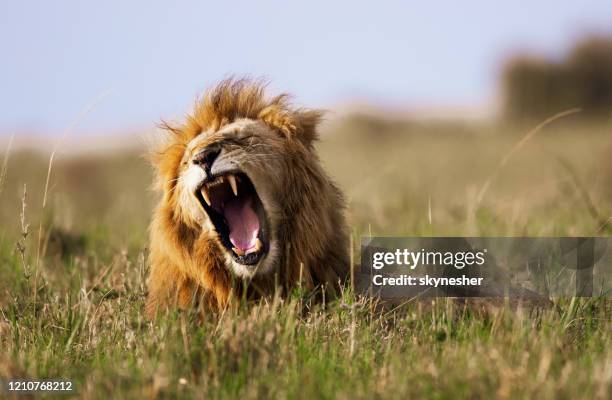 löwenbrüllin in der natur. - lion situation stock-fotos und bilder