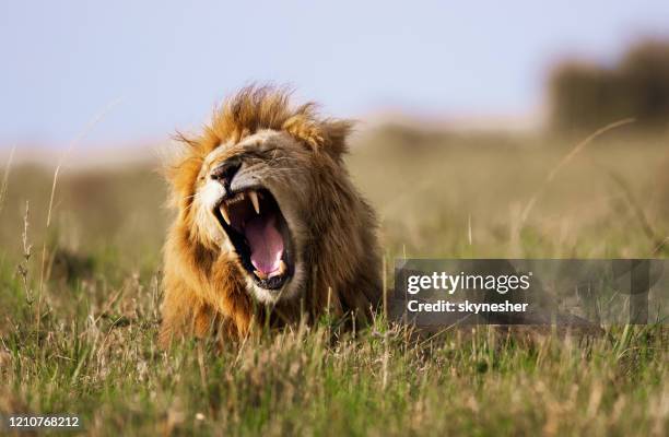 lion's roar in nature. - the lions stock pictures, royalty-free photos & images