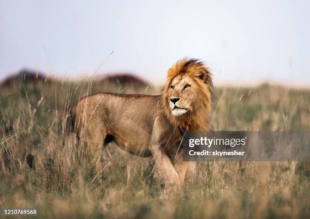 león macho en el parque nacional masai mara. - lion feline fotografías e imágenes de stock