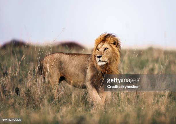 マサイマラ国立公園の雄ライオン。 - 動物の雄 ストックフォトと画像