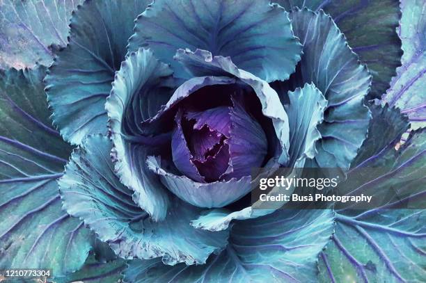 closeup of blue vantage cabbage head (color manipulation) - cabbage flower stock-fotos und bilder