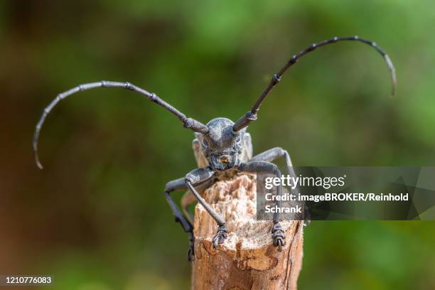 Parus Funereus Morimus Funereus Photos and Premium High Res Pictures - Getty Images