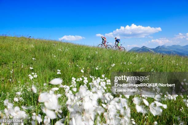 mountain bikers on the south side of the hohe salve, hopfgarten, kitzbuehel alps, tyrol, austria - kitzbühel stockfoto's en -beelden