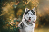 happy siberian husky dog posing outdoors in summer
