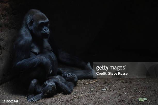 The Toronto Zoo currently has eight Western lowland gorillas, in two groups, a bachelor group conisiting of two males, and a family group with...