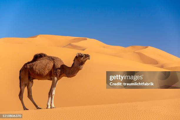 camel sky and sand - sahara stock pictures, royalty-free photos & images