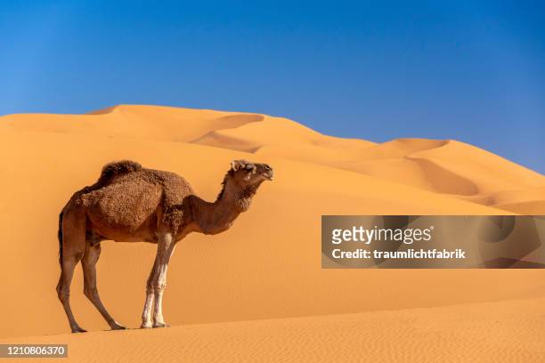 camel sky and sand - dromedary camel bildbanksfoton och bilder