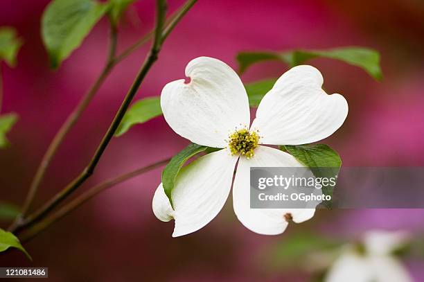 cornejo florido cerezos en flor - dogwood blossom fotografías e imágenes de stock