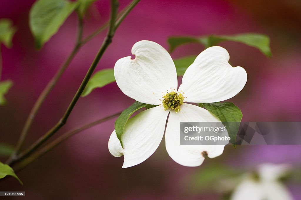 Flowering dogwood blossoms