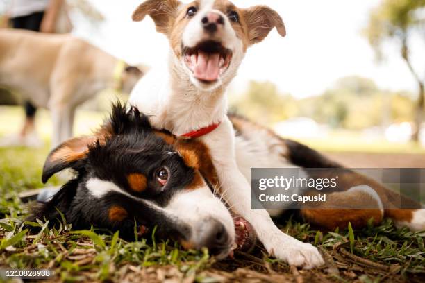 hunde spielen im öffentlichen park - puppy stock-fotos und bilder