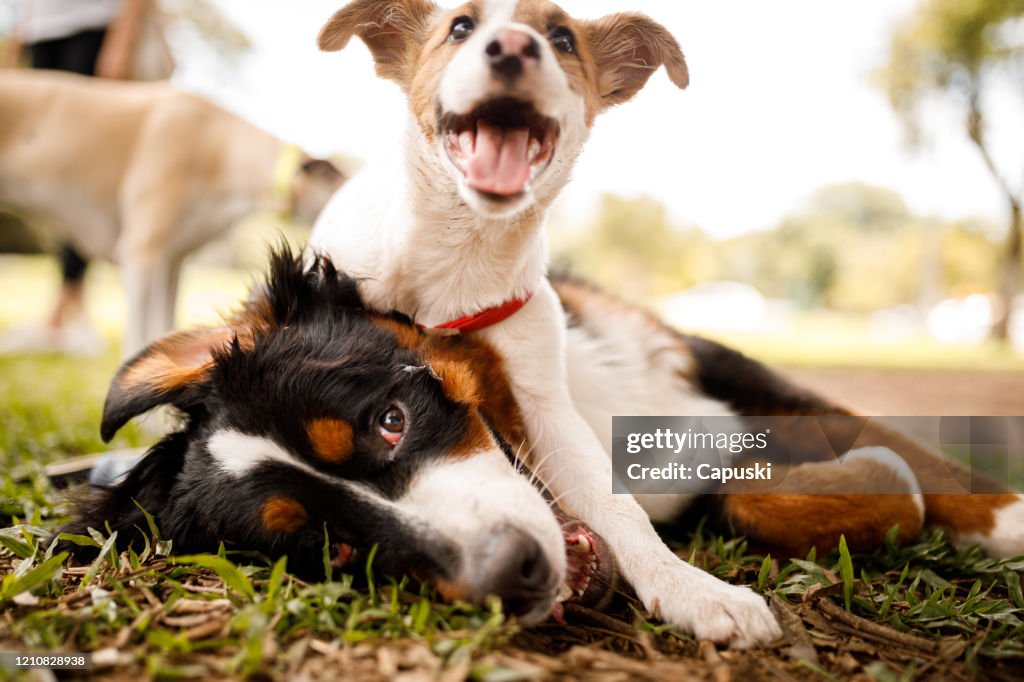 Dogs playing at public park