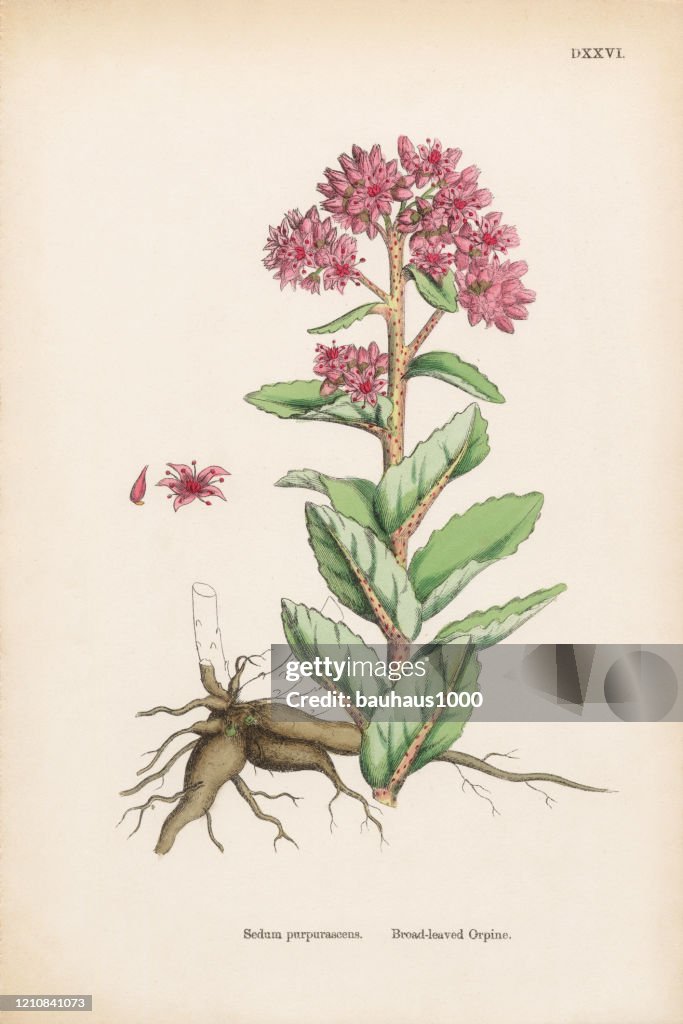 Broad-leaved Orpine, Sedum purpurascens, Victorian Botanical Illustration, 1863