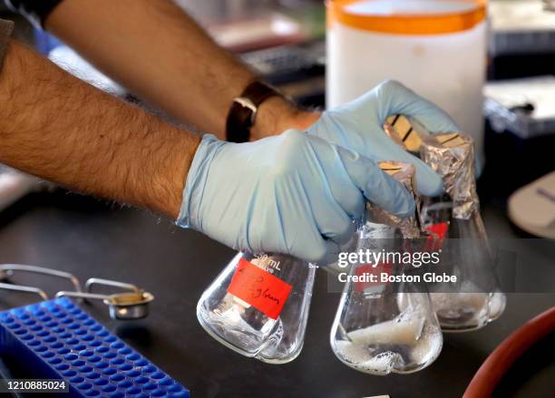 Tim Caradonna cleans lab beakers in the lab in Cambridge, MA on April 23, 2020. Ragon Institute of MGH, MIT, and Harvard is trying to find out what...