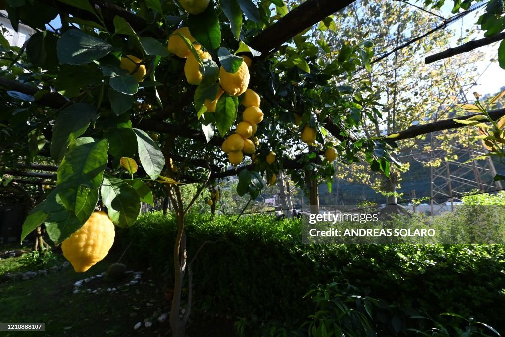 ITALY-HEALTH-VIRUS-AGRICULTURE-LEMON