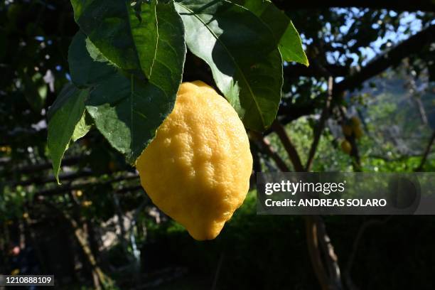 An Amalfi lemon is pictured at the 'Costieragrumi De Riso' traditional lemon growing company, on a typical terraced garden on the Amalfi coast on...