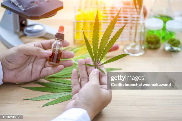 cannabis research , researcher, scientist's hands - cannabis terapeutica foto e immagini stock