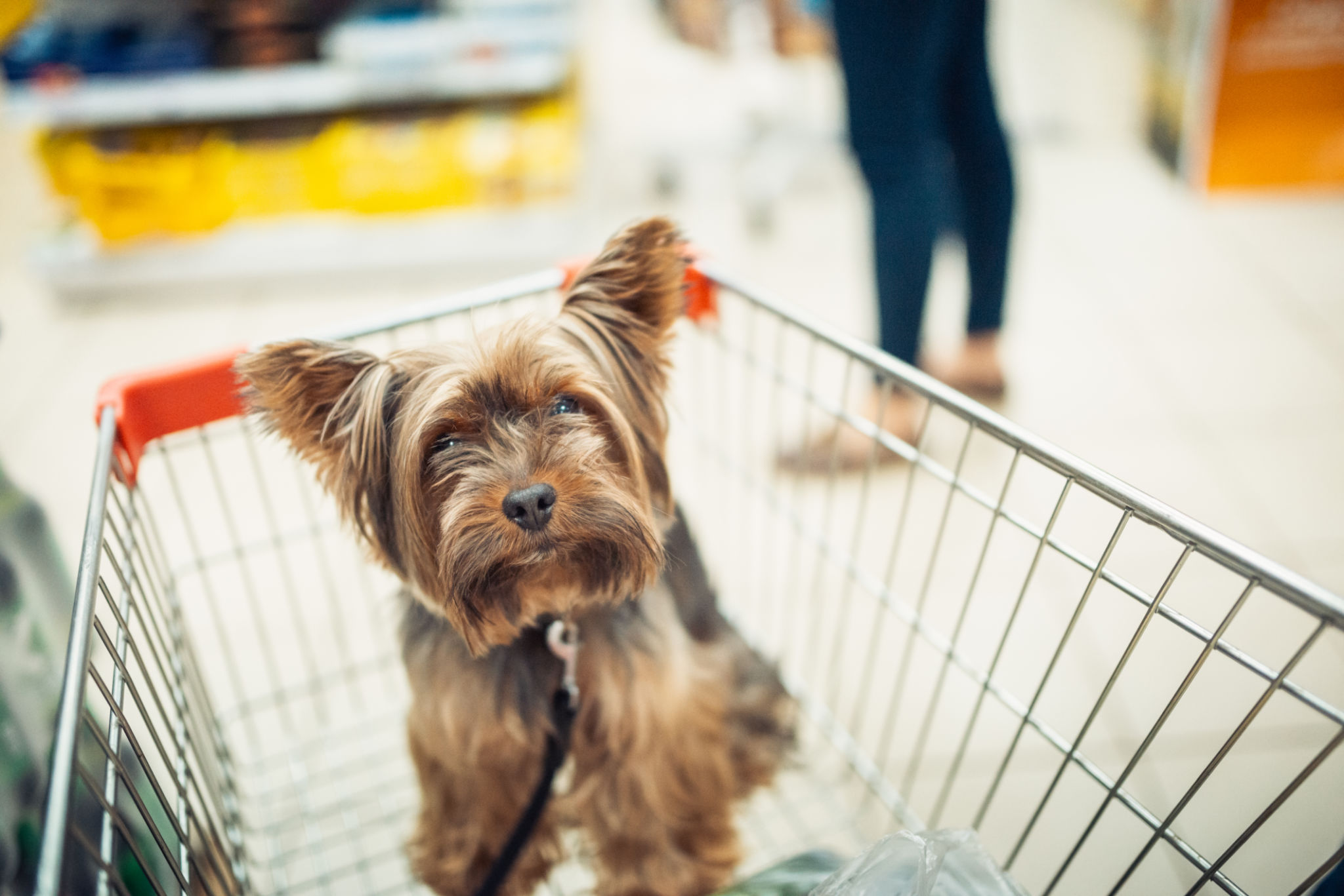 pet boutique