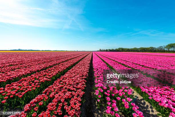 tulpen op een zonnig gebied in de lente - almere stockfoto's en -beelden