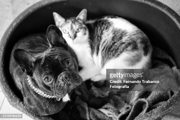 animal friends - cute puppies and kittens stock pictures, royalty-free photos & images